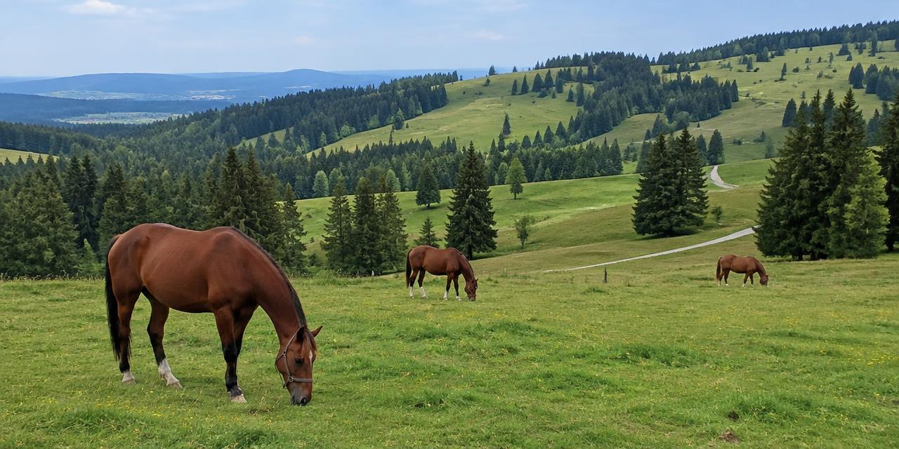 Franches-Montagnes, Jura